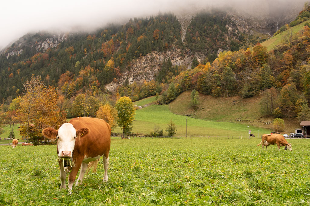 Cows in Lauterbrunnen, Switzerland